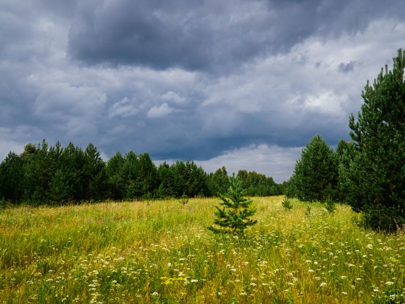 Trees Clearing in Gwinnett County, GA